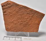 HORODYSKIA Mesoproterozoic 1.4 B.Y.O, AUSTRALIAN FOSSIL SM123