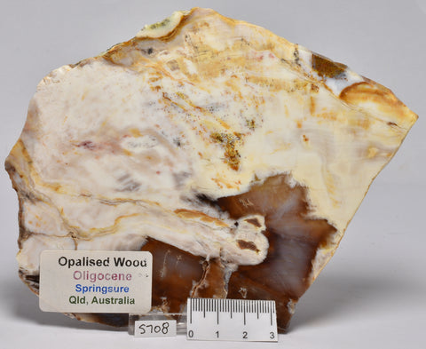 OPALISED WOOD SLICE, Polished Oligocene, Springsure Qld, Australia S708