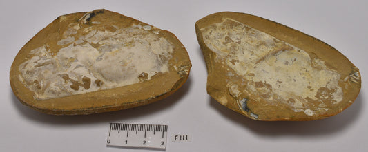Phyllocarid Crustacean Fossil Pair F111