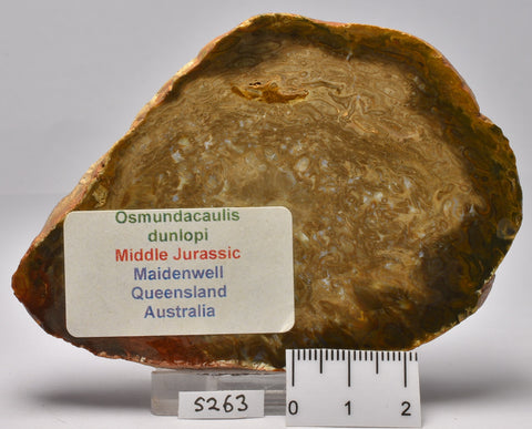 OSMUNDACAULIS dunlopi PLANT FOSSIL SLICE, QLD, AUSTRALIA S326