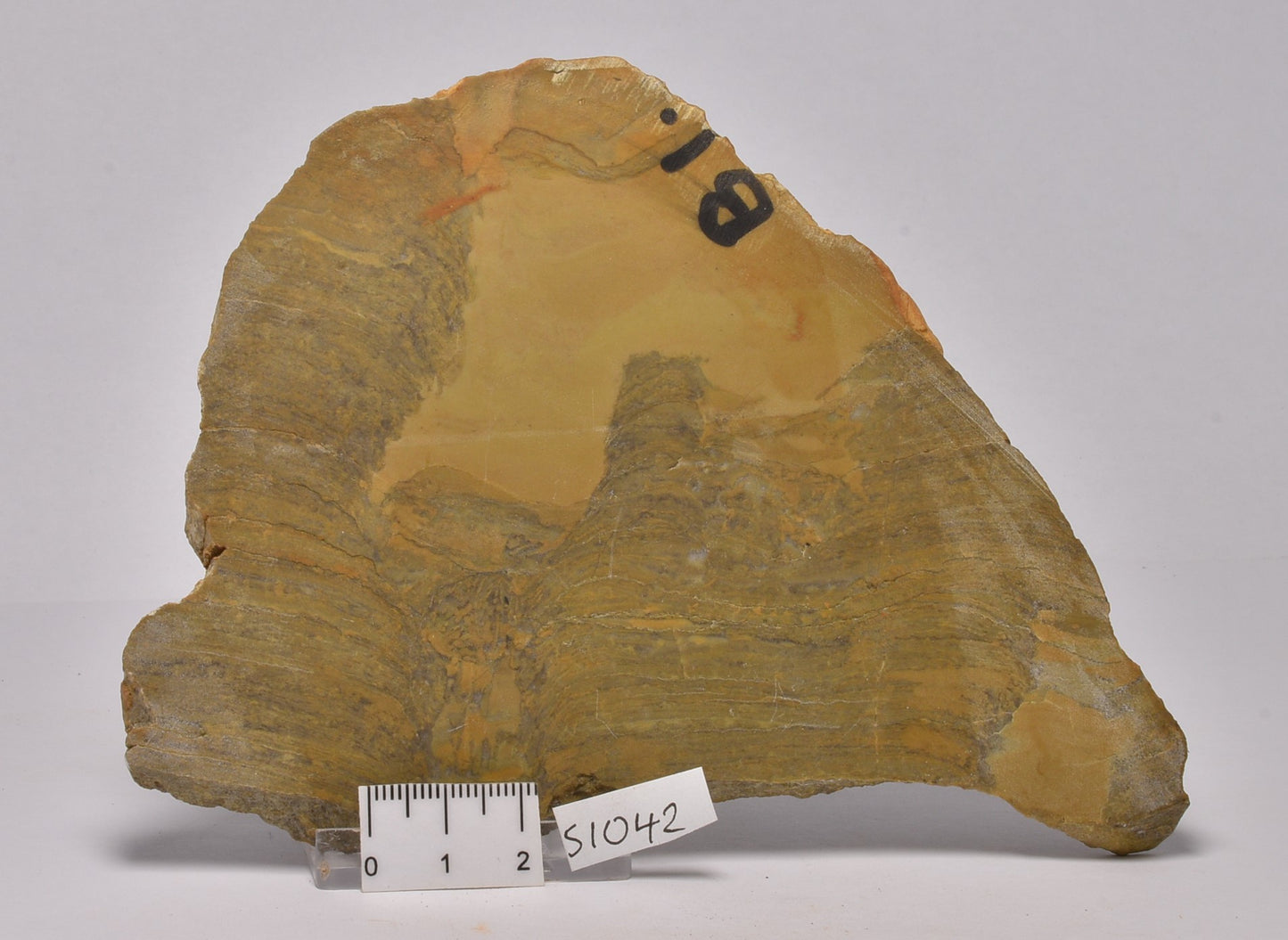 STROMATOLITE Platella cf. anasata, Paleoproterozoic, CANADA, (S1042)