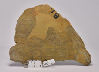 STROMATOLITE Platella cf. anasata, Paleoproterozoic, CANADA, (S1042)