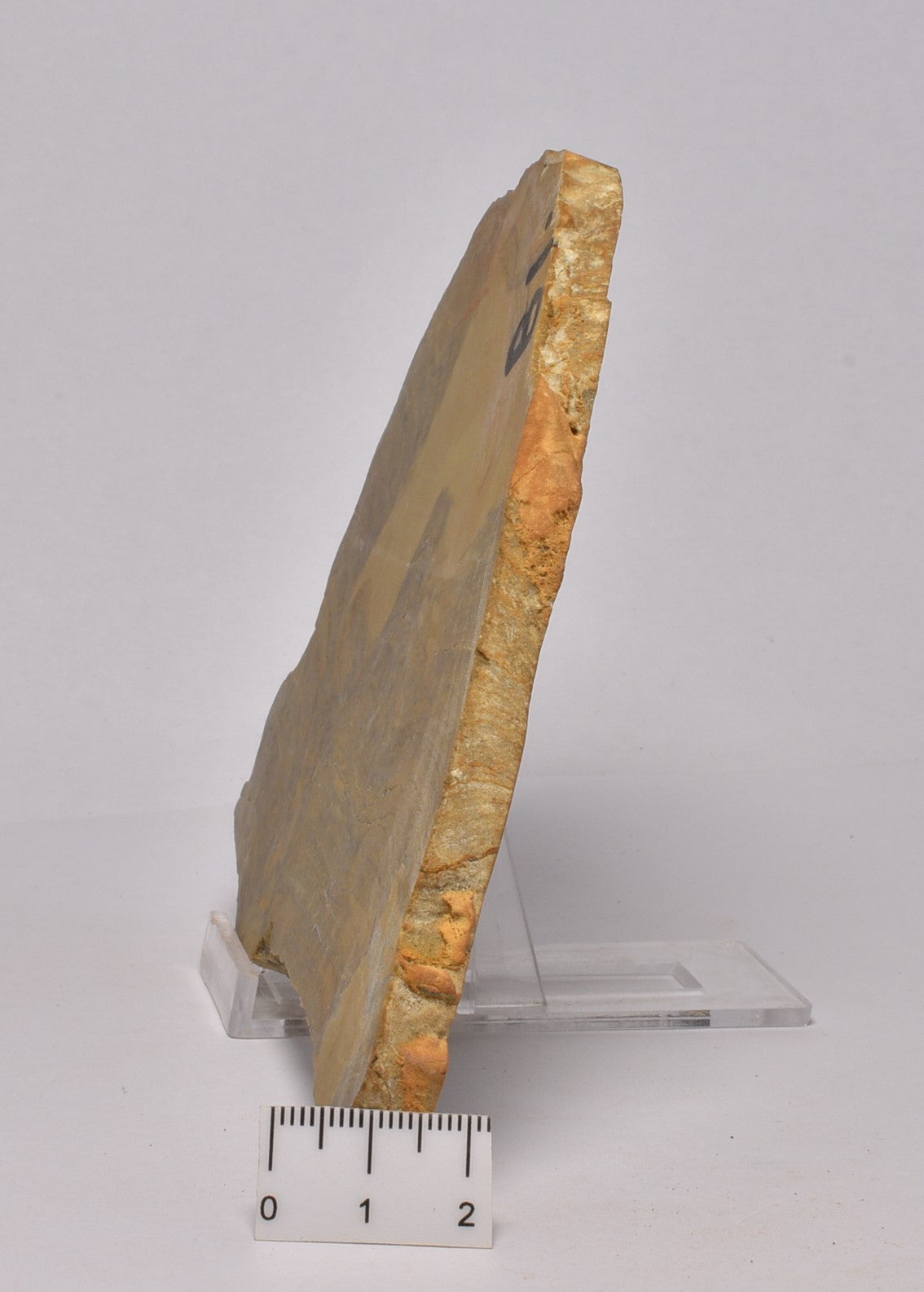 STROMATOLITE Platella cf. anasata, Paleoproterozoic, CANADA, (S1042)