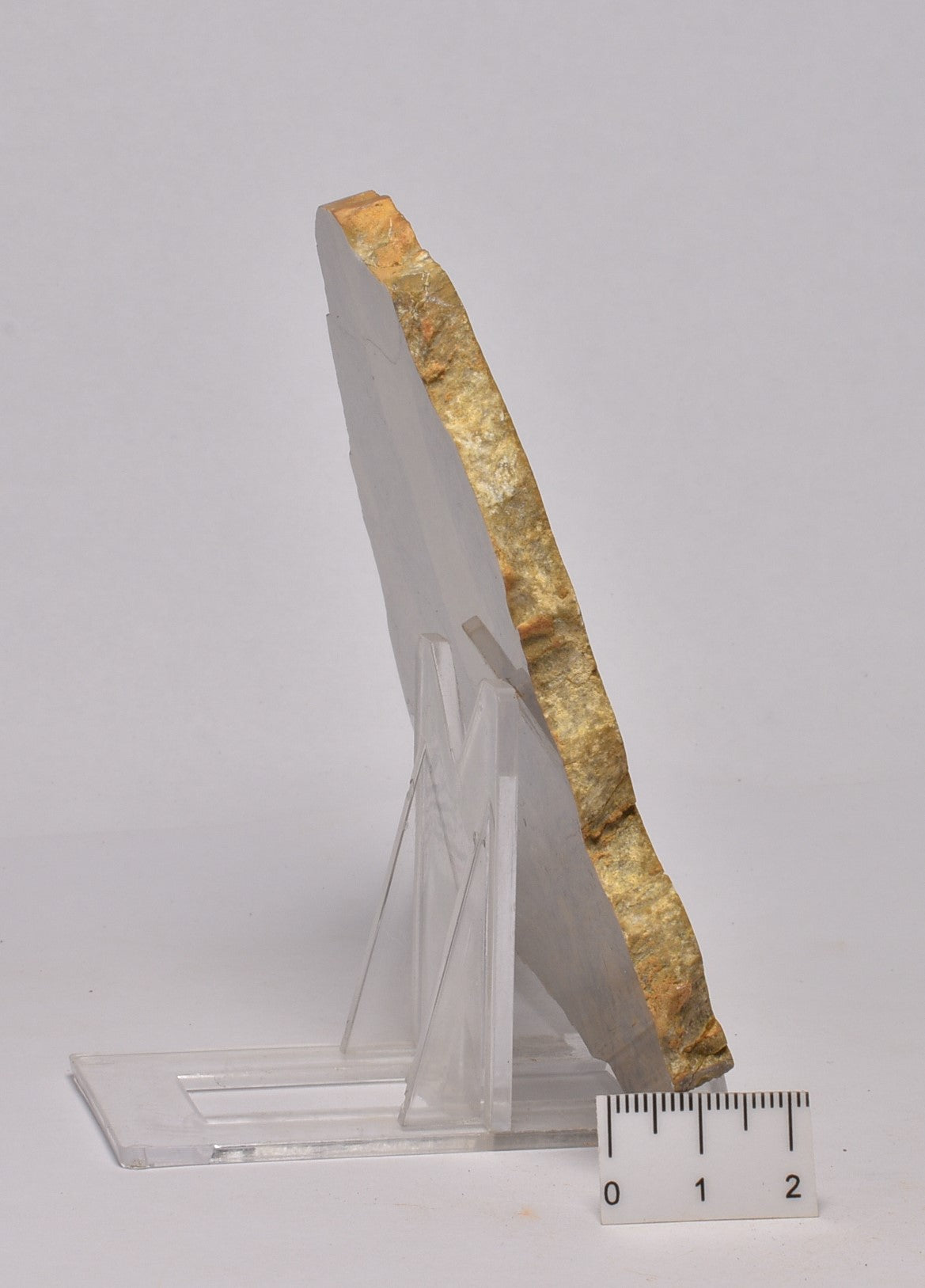 STROMATOLITE Platella cf. anasata, Paleoproterozoic, CANADA, (S1042)
