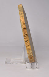 STROMATOLITE Kussiella cf. kussiensis, Paleoproterozoic, CANADA, (S1048)