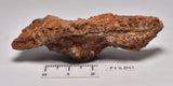 STROMATOLITE Microbial Fossil Mat Dresser Formation, Australia M280