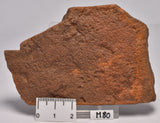 HORODYSKIA Mesoproterozoic 1.4 B.Y.O, AUSTRALIAN FOSSIL M80