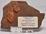 HORODYSKIA Mesoproterozoic 1.4 B.Y.O, AUSTRALIAN FOSSIL M80