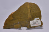 STROMATOLITE Platella cf. anasata, Paleoproterozoic, CANADA, (S1062)