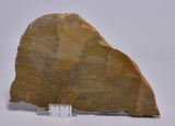 STROMATOLITE Platella cf. anasata, Paleoproterozoic, CANADA, (S1062)