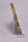 STROMATOLITE Platella cf. anasata, Paleoproterozoic, CANADA, (S1062)