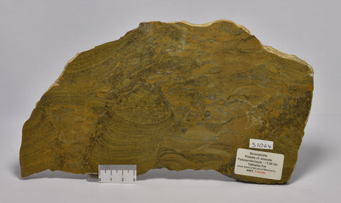 STROMATOLITE Platella cf. anasata, Paleoproterozoic, CANADA, (S1064)