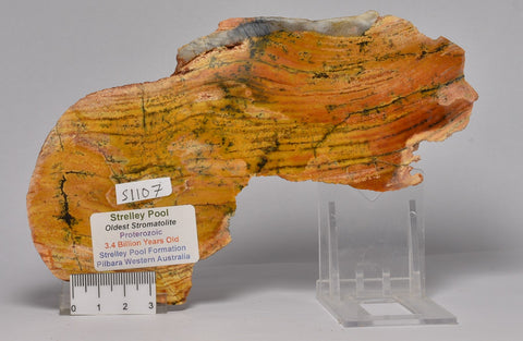 Stromatolite STRELLEY POOL SLICE, 3.43 byo, Australia S1107