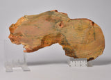 Stromatolite STRELLEY POOL SLICE, 3.43 byo, Australia S1107