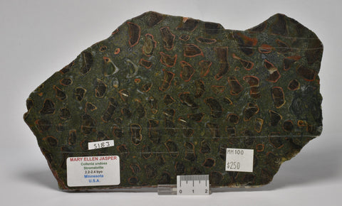 MARY ELLEN JASPER STROMATOLITE, Collenia undosa, S183