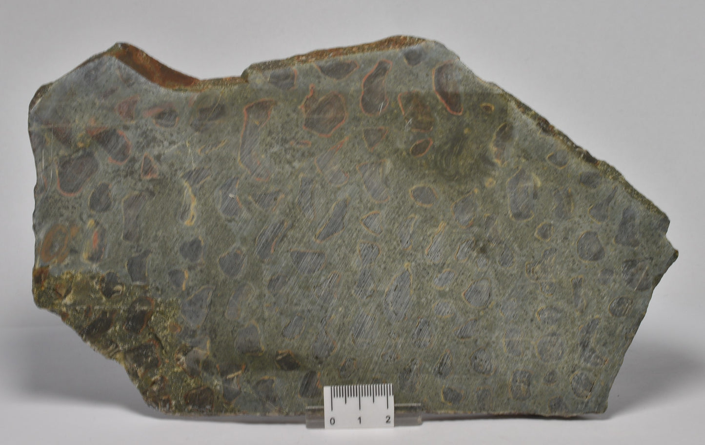 MARY ELLEN JASPER STROMATOLITE, Collenia undosa, S183