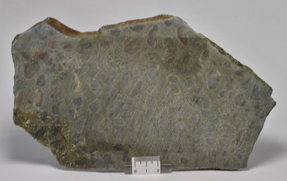 MARY ELLEN JASPER STROMATOLITE, Collenia undosa, S183