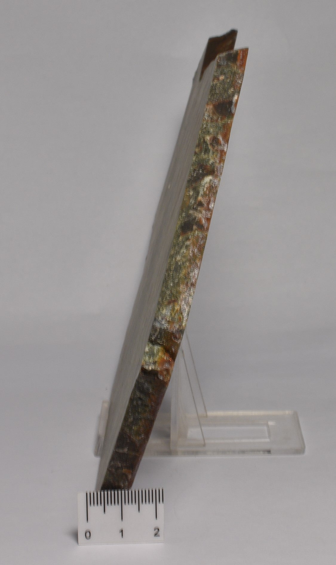 MARY ELLEN JASPER STROMATOLITE, Collenia undosa, S183
