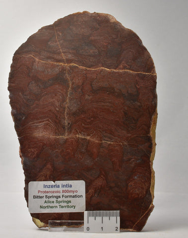 Stromatolite Inzeria Intia Fossil Polished Slice, N.T Australia (S1132)