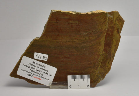 STROMATOLITE Platella cf. anasata, Paleoproterozoic, CANADA, (S1180)