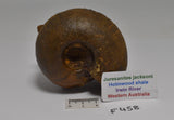 AMMONITE JURESANITES JACKSONI HOLMWOOD SHALE IRWIN RIVER WESTERN AUSTRALIA F458