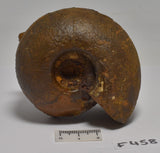 AMMONITE JURESANITES JACKSONI HOLMWOOD SHALE IRWIN RIVER WESTERN AUSTRALIA F458