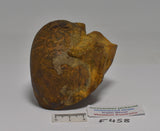 AMMONITE JURESANITES JACKSONI HOLMWOOD SHALE IRWIN RIVER WESTERN AUSTRALIA F458