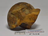 AMMONITE JURESANITES JACKSONI HOLMWOOD SHALE IRWIN RIVER WESTERN AUSTRALIA F458
