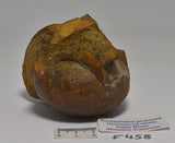 AMMONITE JURESANITES JACKSONI HOLMWOOD SHALE IRWIN RIVER WESTERN AUSTRALIA F458