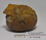 AMMONITE JURESANITES JACKSONI HOLMWOOD SHALE IRWIN RIVER WESTERN AUSTRALIA F458