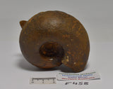 AMMONITE JURESANITES JACKSONI HOLMWOOD SHALE IRWIN RIVER WESTERN AUSTRALIA F458