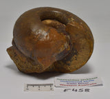 AMMONITE JURESANITES JACKSONI HOLMWOOD SHALE IRWIN RIVER WESTERN AUSTRALIA F458
