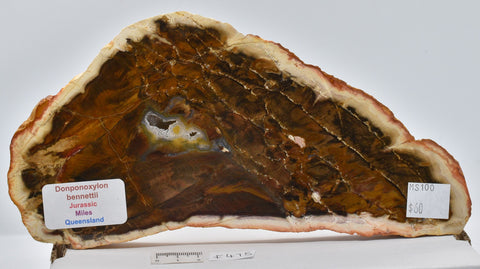 FOSSIL WOOD, Donponoxylon Bennettii Jurassic miles QUEENSLAND, AUSTRALIA F475