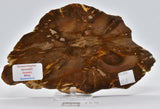FOSSIL WOOD, Donponoxylon Bennettii Jurassic miles QUEENSLAND, AUSTRALIA F476