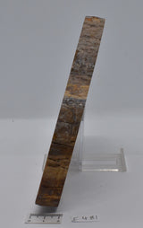 Donponoxylon Bennettii Jurassic miles QUEENSLAND, AUSTRALIA F481