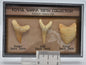 FOSSIL SHARK TEETH COLLECTION IN CASE