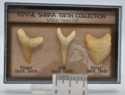 FOSSIL SHARK TEETH COLLECTION IN CASE