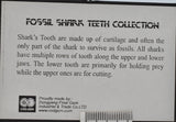 FOSSIL SHARK TEETH COLLECTION IN CASE