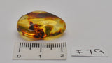 Amber with fossil insects in natural form  F79