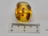 Amber with fossil insects in natural form F80
