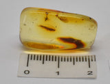 Amber with fossil insects in natural form F80
