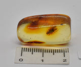 Amber with fossil insects in natural form F80