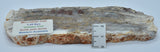 STROMATOLITE Microbial Fossil Mat Dresser Formation, Australia SLICE S799
