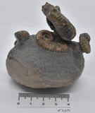 AMMONITE, TONOHAMITES TAYLORI, WALSH RIVER, AUSTRALIA F269