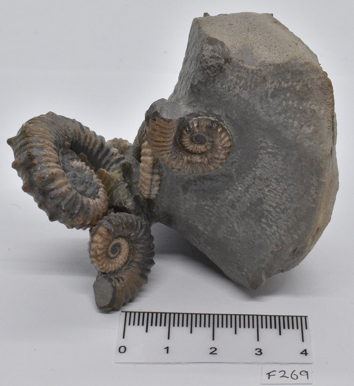 AMMONITE, TONOHAMITES TAYLORI, WALSH RIVER, AUSTRALIA F269