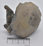 AMMONITE, TONOHAMITES TAYLORI, WALSH RIVER, AUSTRALIA F269