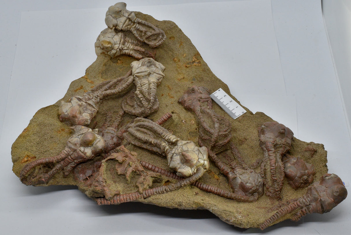 CRINOID FOSSIL PLATE, 12 Crinoids, Jimbacrinus Bostocki, Western Australia, CR25