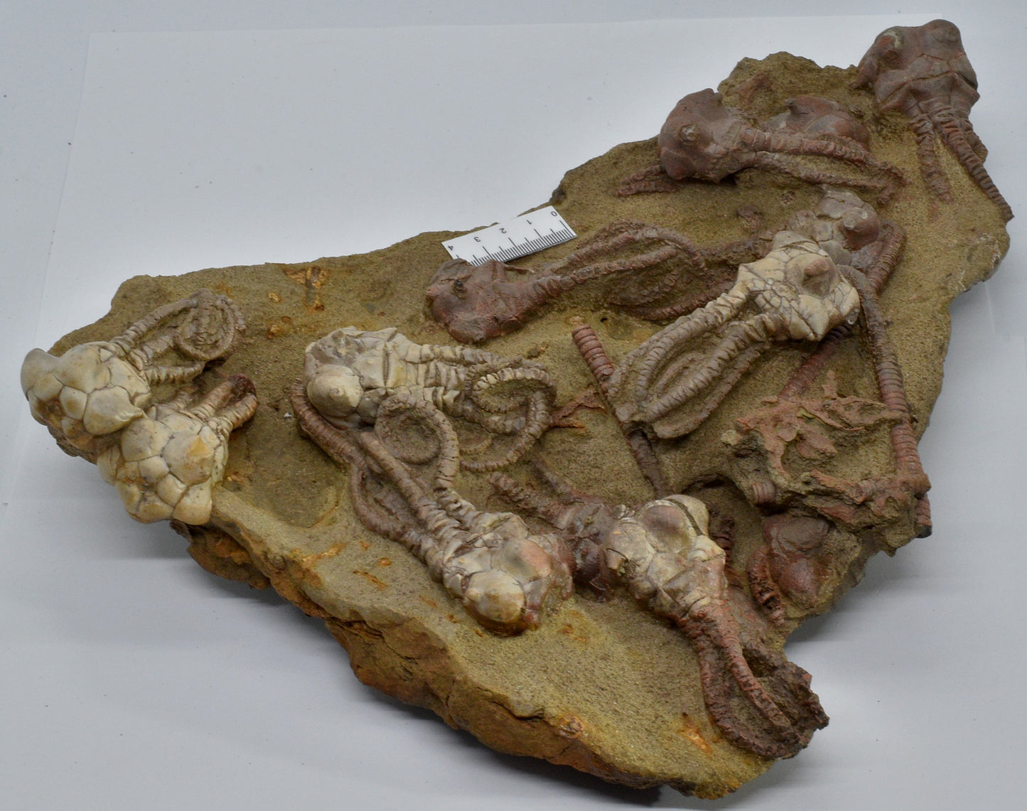 CRINOID FOSSIL PLATE, 12 Crinoids, Jimbacrinus Bostocki, Western Australia, CR25