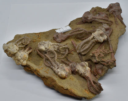 CRINOID FOSSIL PLATE, 12 Crinoids, Jimbacrinus Bostocki, Western Australia, CR25