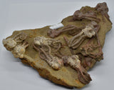 CRINOID FOSSIL PLATE, 12 Crinoids, Jimbacrinus Bostocki, Western Australia, CR025